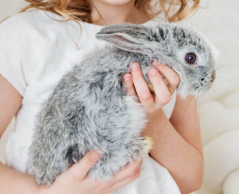 a gray rabbit held in the hand