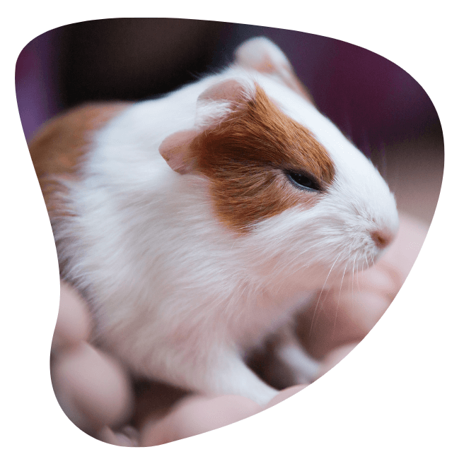 guinea pig in person's hand