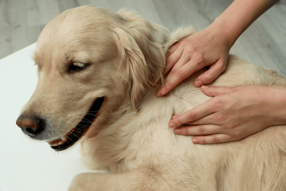 vet checking flea and tick  on dog body