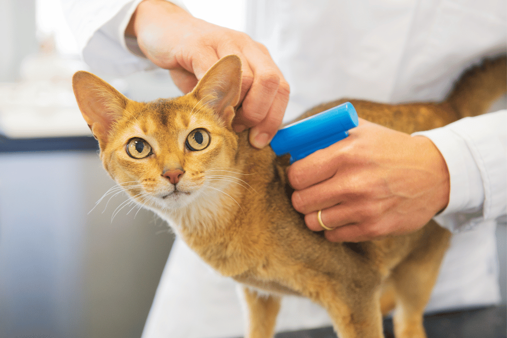 person inserting microchip device on cat neck