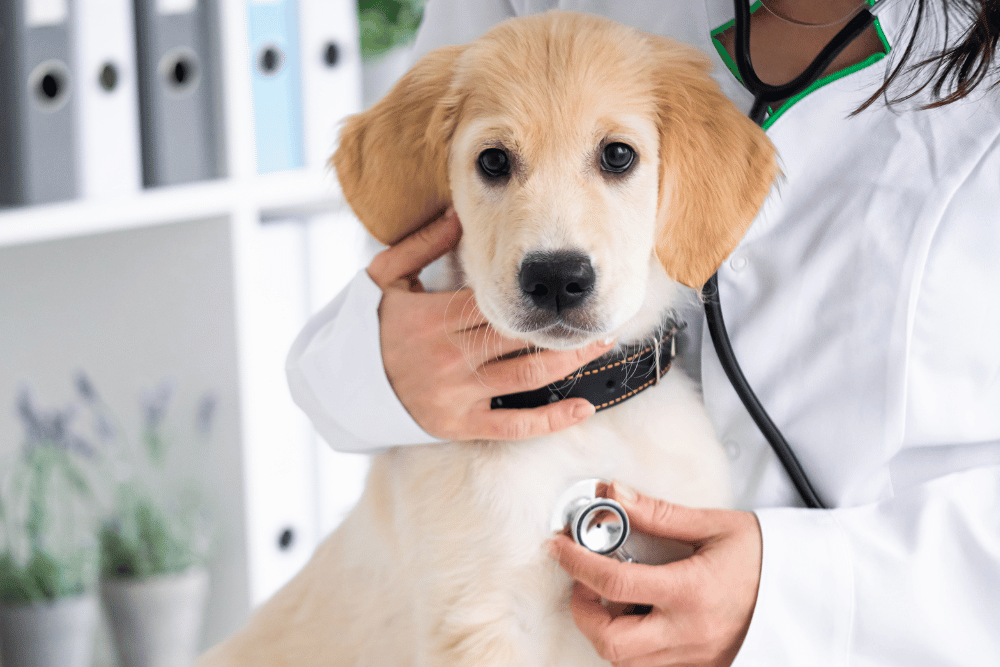 veterinarian checking dog health by stethoscope