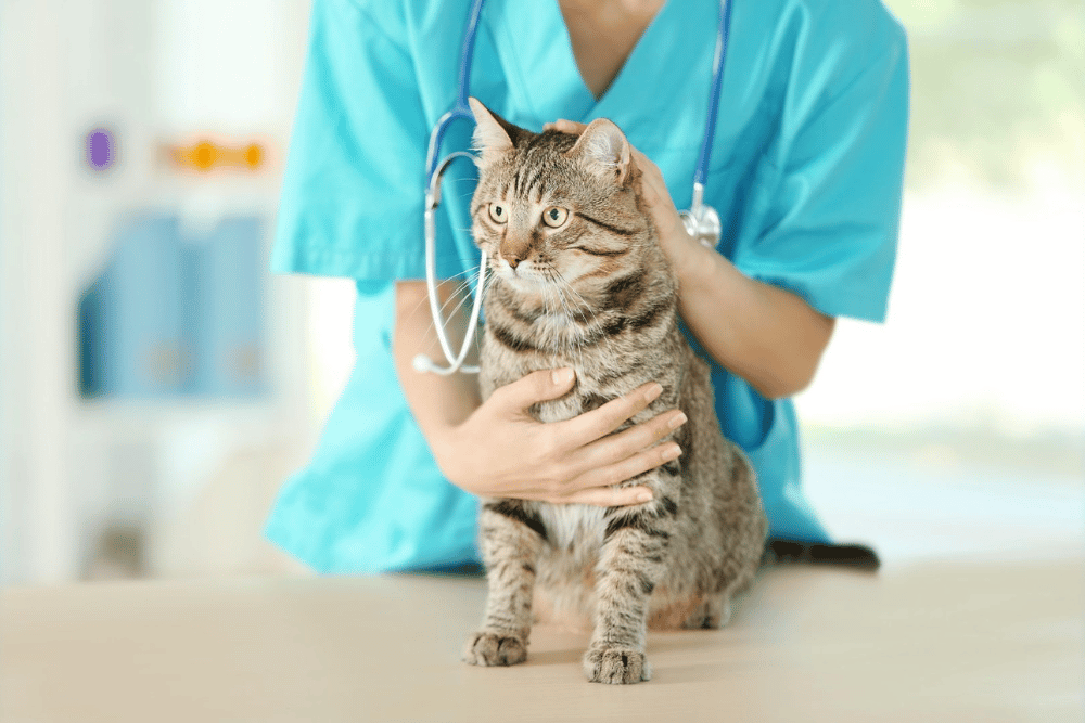 vet checking cat health