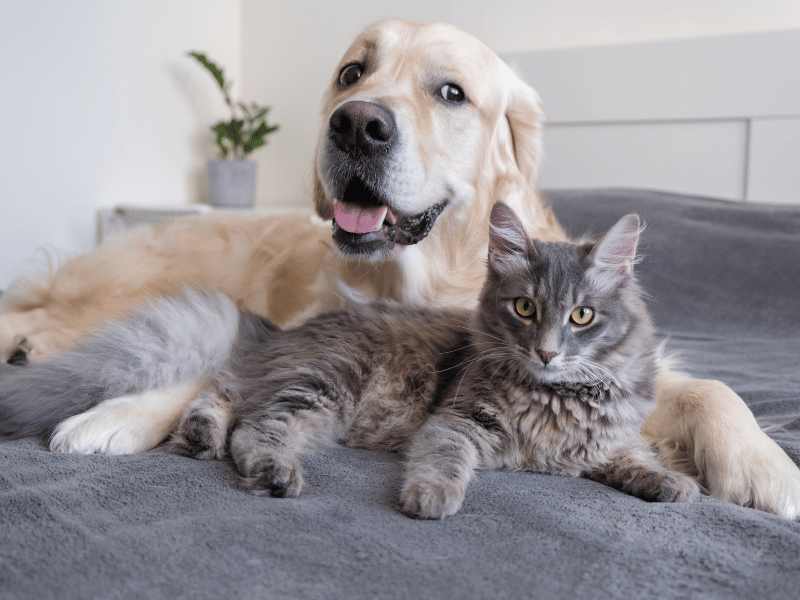 a dog and cat lying on a bed