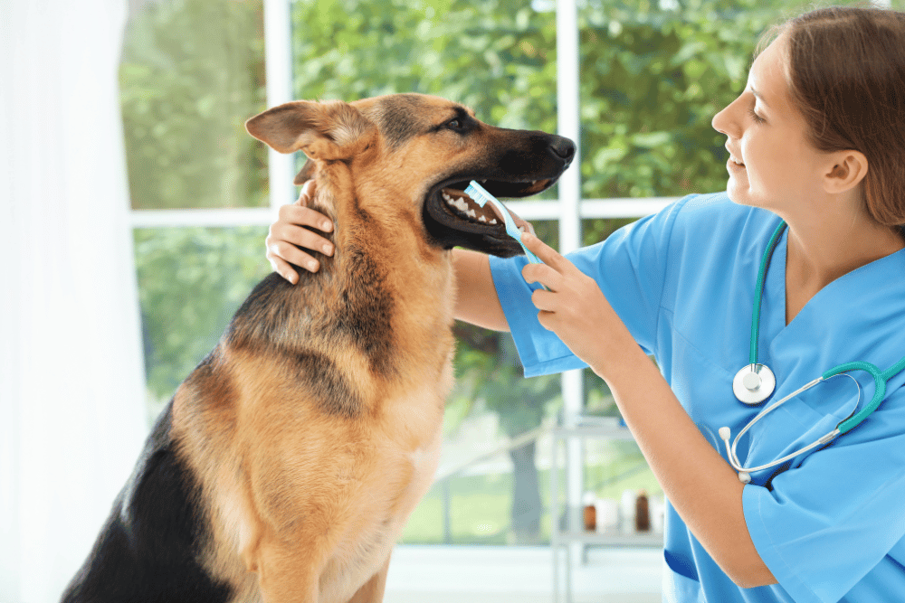 vet cleaning dog teeth by toothbrush