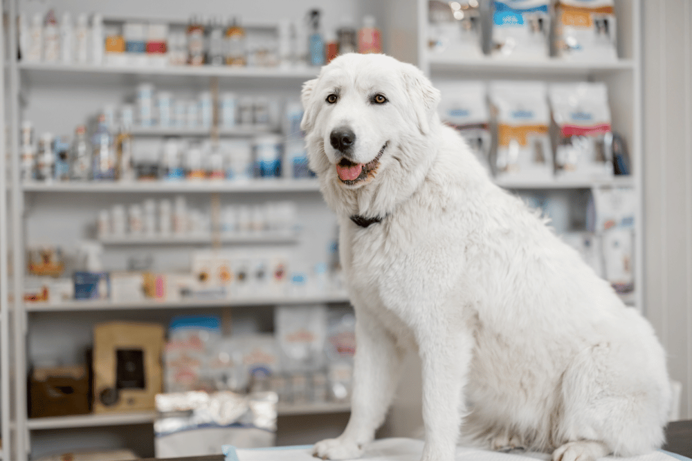 dog sitting in pharmacy store