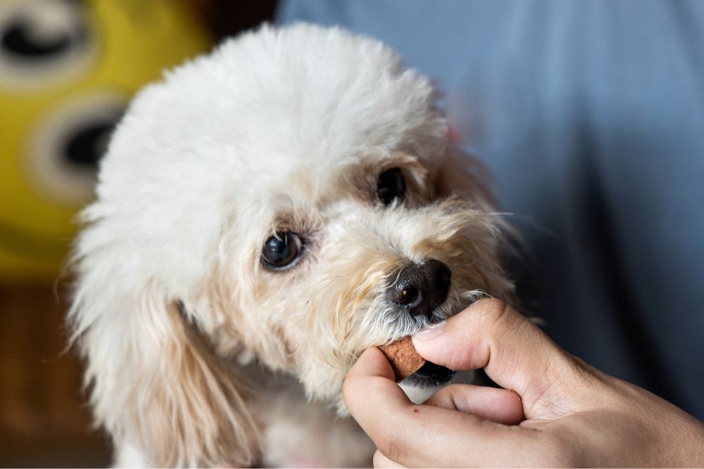 dog taking heartworm medicine