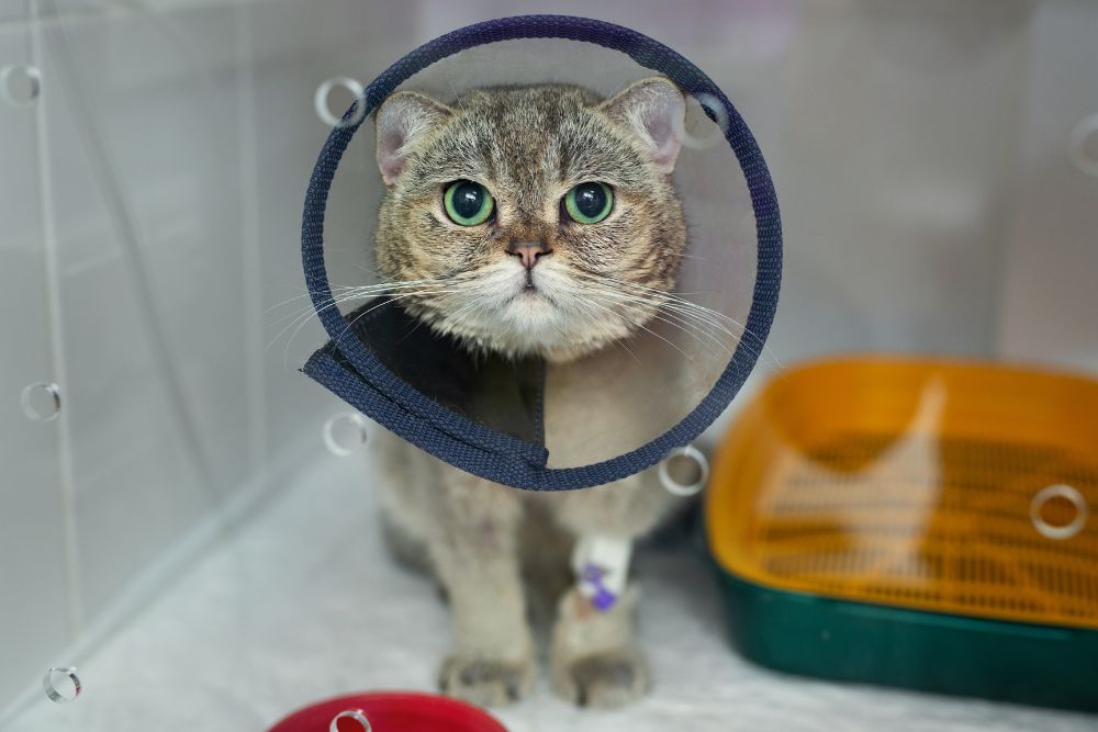 cat wearing post surgery cone